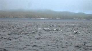 Large Pod of Pacific White-Sided Dolphins