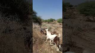 Beautiful goats in forest with desert in Thar  🐏🐐🐐🐐🐐