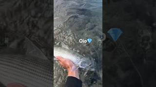 Deep water oio #fishing #bonefish