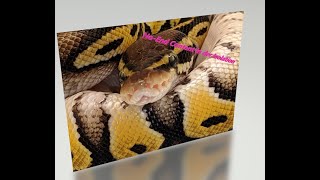 ViktoRegius - Content für die Isolation (Königspythons, Boas, Nattern &Co)