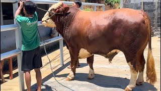 SAPI MONSTER SAPU JAGAT AKBAR FARM🔥