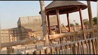 #Dubai #Decipline #Giraffes walking #Dubai Safari Park #Part - 12