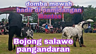 ajang silaturahmi kontes domba menjelang puasa desa bontos Pangandaran