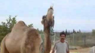 Camel Downs Coke - Drinks Coca Cola