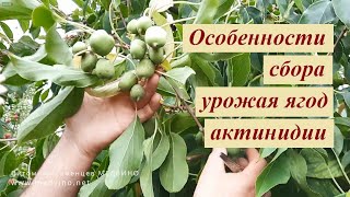 Про сбор ягод актинидии