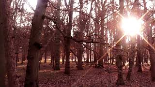 The Way Through The Woods - By Rudyard Kipling - Read by James Kingdon