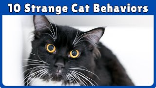 Real Meanings Behind 10 Odd Cat Behaviors Explained