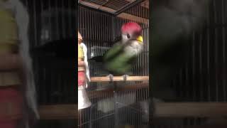 Red Crested Turaco at North Georgia Zoo