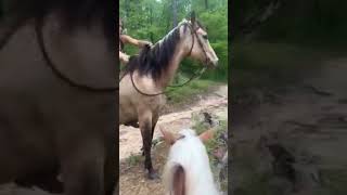 girl ridding in jungle #youtubeshorts #shorts #animal #horse #ridding #jungle #viral #best