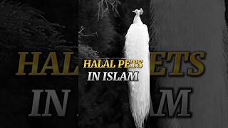 Halal pets in islam #shorts #ytshorts #youtube #islam #subscribe #like #comment #share