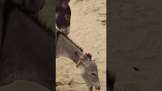 #animals #donkey #youtubeshorts #shorts #pets