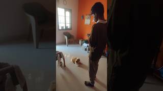 Puppy Barking For Food : Puppy Vs Big bro #pets #dog #shihtzu #puppy #doglover #dadslife #coco