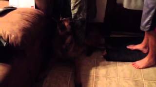 Belgian Malinois scared to outside after fireworks