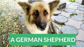 German  Shepherd