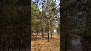 красавицы-сосны🌲🌳💚#домвдеревне #домулеса #shortsvideo #shorts #лес #красивыйлес  #красотаприрод