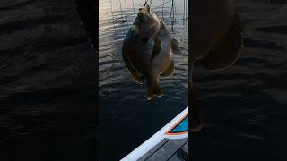 BIG BLUE GILL ON THE POPPER!#shorts #subscribe #fishing #bass #bassfishing #fish #fun #topwater