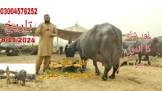 Noor shah ki top buffalo for sale Okara Animal TV 8/11/2024 /03004576252 /لوکیشن گیمبر منڈی پنجاب