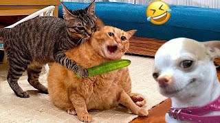 You Laugh You Lose 😍 Funniest Cats and Dogs 2024 😸🐶