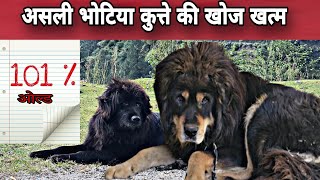 असली भोटिया कुत्ते की खोज खत्म Bhotia Dog Puppy For sale #gaddidog #pure Uttarakhand wale