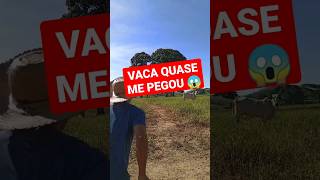 VACA BRAVA VEIO PRA CIMA. 😱😱😱🐄🐄 #vaca #roça #bicho #sitio #shortvideo #shortsviral #shorts #short