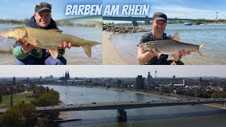 Angeln am Rhein. Die ersten Barben sind gefangen. #Rhein#angeln#nrw#Barbe