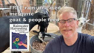 Harvesting FREE rain-irrigated mesquite pods for goat and people feed