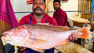 KASIMEDU SPEED SELVAM RED SNAPPER FISH CUTTING VIDEO | CUTTING FOCUS