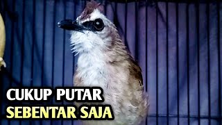 trucukan gacor EMOSI ROPEL PANJANG pancingan trucukan agar bunyi JADIKAN burung trucukan gacor NYAUT