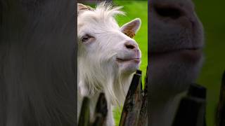 Cute Goat Eating Fruit.🐐 🍎 😍..... #beautiful #goat #mountaingoat #food #satisfying #trending #shorts