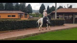 VENDO CABALLO CAPON GYPSY VANNER X YEGUA CRIOLLA CEL WHATSAPP: +573132526318 @criadero_las_islas