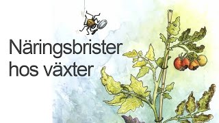 Näringsbrister hos växter - Hemmaodlat