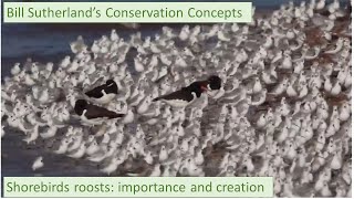 Shorebird roosts: importance and creation