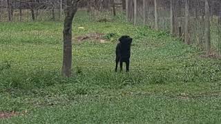 ZVUK I GLASANJE CRNOGA VELIKOGA SUSJEDOVOG PSA-CRNI PAS NEPRESTANO LAJE VAU VAU NA MENE U MOM VOČU