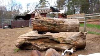 Miniature Goats and cows at North Georgia Zoo/Paradise Valley Farm playing