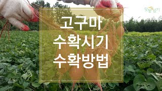 2022년 고구마 수확시기 및 수확방법, 저장방법 알아보기