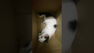 white cat in the box. Kucing putih dalam kotak #shorts