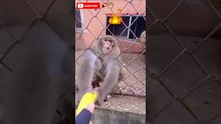 Best New Funny Video 2022 Compilation - Try Not To Laught #funny #amazing #foryou #haha #shorts