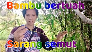 Mencari bambu bertuah yang di huni semut langka jadi ini