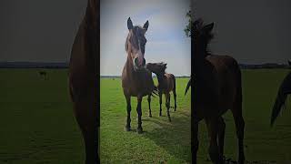 Adorable Baby Foal Hiding Behind Mom In The New Forest