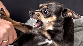 Why Are Chihuahuas So Aggressive?