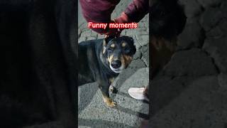 She is a poser | #funnyanimals #streetdog #shorts