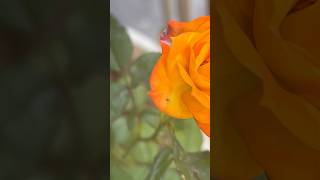 Wow natural orange rose flower 🥀 || Home Gardening | #flowers #rose #youtubeshorts #shorts