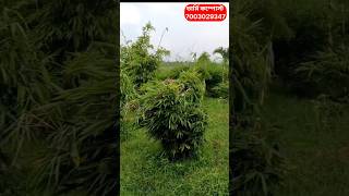 বাস বাগান এখন পশ্চিমবঙ্গে #bamboo #farming #agriculture #viralshorts #viralvideo