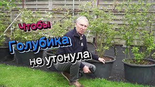 Чтобы голубика не утонула #голубика #уходзаголубикой