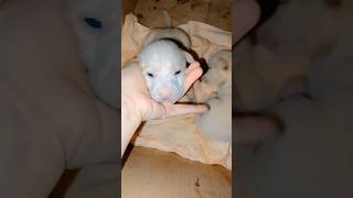 Blue Eyes puppy 😳🥰 #shortsfeed #youtubeshorts #doglover