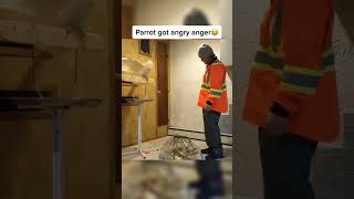 Parrot got angry anger😂 #shorts #shortvideo #youtubeshorts #tamebirds #trandingshorts #short #parrot