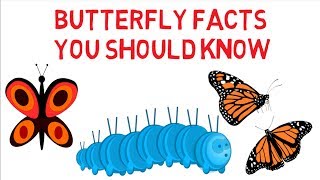 Butterfly facts for kids - Information on butterfly - Simply E-learn kids