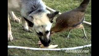 Dog n' Chicken share a sandwich