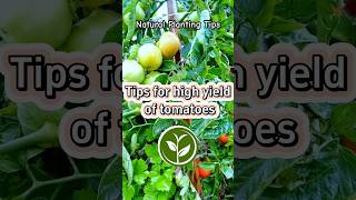 Tips for high yield of Tomatoes #shortvideo #plants #youtubeshorts #farming #viralvideo #video