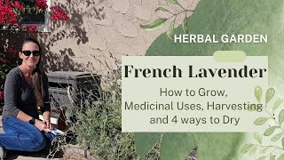 French Lavender: Growing, Medicinal Uses, Harvesting, and 4 Ways to Dry